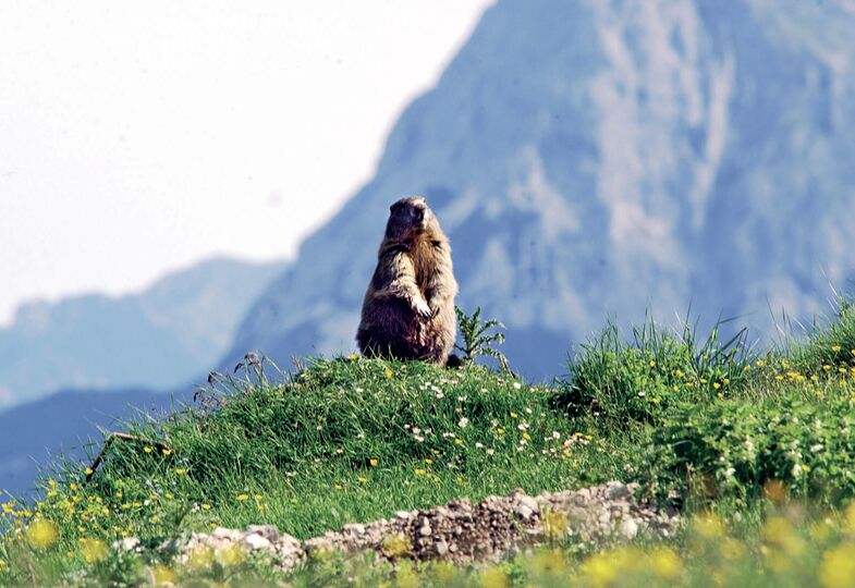 Murmeltier im Wetterstein Gebirge